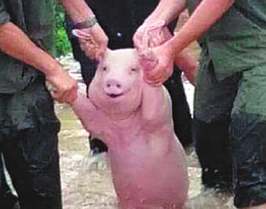 The smiling pig is saved from flooding in the Guangxi Zhuang autonomous region. (Photo/China Daily)