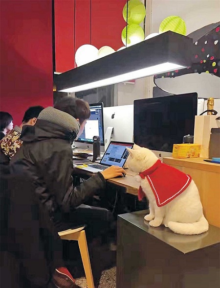 A cat makes itself at home at a local advertising firm.(Photo/Shanghai Daily)