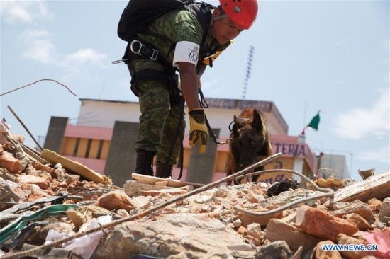 A rescue worker and his dog search at the building collapse site after an earthquake hit in Juchitan, Oaxaca state, Mexico, Sept. 9, 2017. A powerful earthquake measuring 8.2 on the Richter scale struck off Mexico's southern coast late Thursday night, killing 90 people. (Xinhua/Dan Hang)