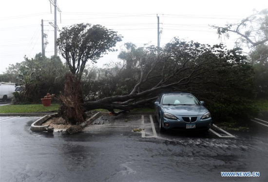 A tree is toppled onto a car after being knocked down by strong winds as hurricane Irma arrives, in Miami, Florida, the United States, on Sept. 10, 2017. (Xinhua/Yin Bogu) 