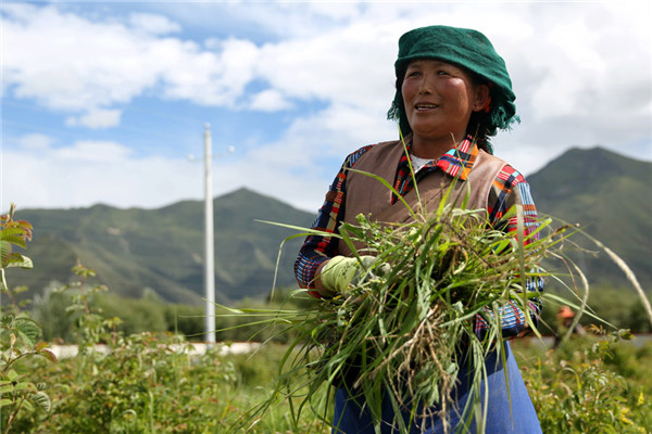 Pasang Drolma, 46, works on a farm near Duishigagyi, a newly built village in Chushul county. The farm is part of the government-backed Pure Land project. (Photo by HOU LIQIANG/CHINA DAILY)