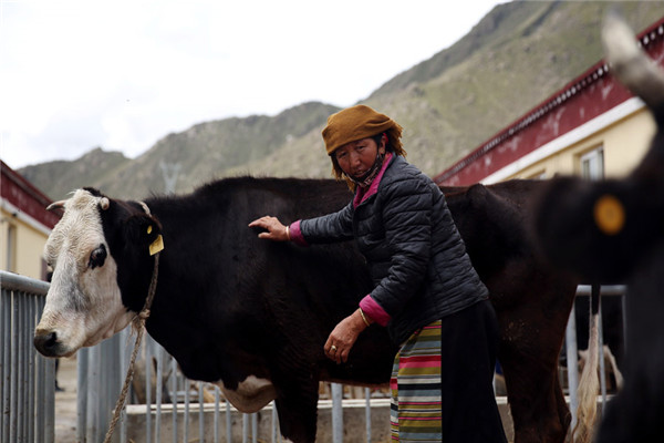 Drolma works on a cattle farm near her new home in Sumdan village. (Photo by HOU LIQIANG/CHINA DAILY)