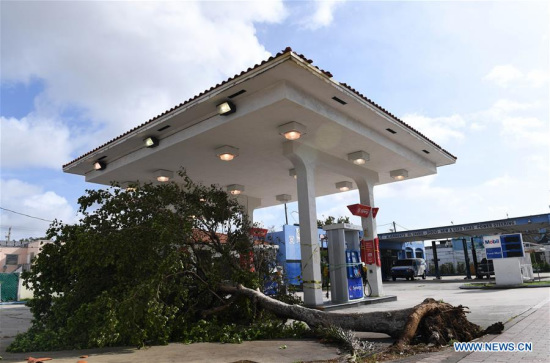 A tree is seen after being toppled by strong wind after Hurricane Irma swept through the area, in Miami, Florida, the United States, on Sept. 11, 2017. Powerful Hurricane Irma roared into Florida and knocked out power to more than 3 million homes and businesses in Florida on Sunday. (Xinhua/Yin Bogu)