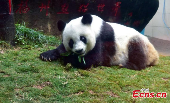 Giant panda Basi in 2017 at 37 years old. (Photo: China News Service/Zhang Lijun)