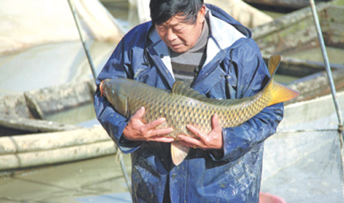 A worker holds a guanli, a genetically modified species of carp, at a fish farm in Hubei province. (Photo/CHINA DAILY)