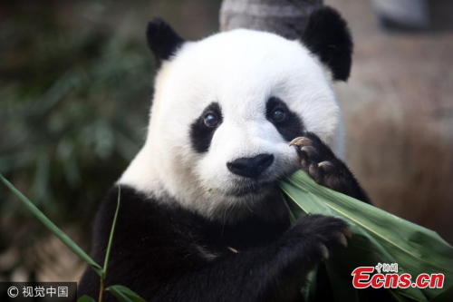 Basi, the world's oldest captive giant panda died at age 37, the equivalent of more than 100 in human years, in Fuzhou City, East Chinas Fujian Province, Sept. 13, 2017. (Photo/VCG)
