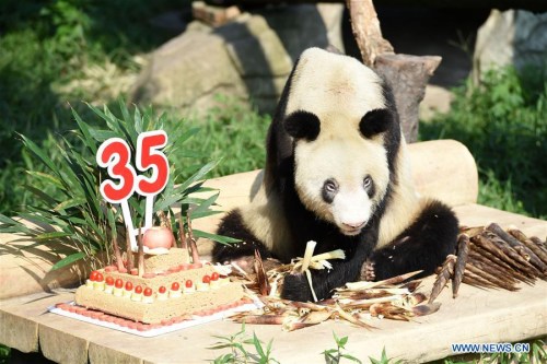 Giant panda Xinxing has a meal at the Chongqing Zoo in Chongqing, southwest China, Sept. 16, 2017. The female giant panda Xinxing celebrated her 35th birthday, equivalent to more than 100 human years, on Saturday in Chongqing. Xinxing, which has 114 offsprings, was born in Baoxing County of southwest China's Sichuan Province in 1982. (Xinhua/Tang Yi)