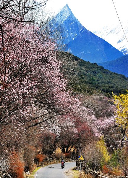 Peach trees in blossom in Nyingchi, Tibet autonomous region, in March. (Photo by Zhang Rufeng/For China Daily)