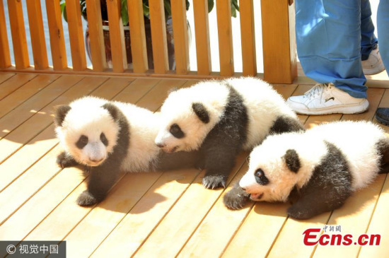 Northwest China's Shaanxi province launched a naming campaign Thursday, asking fans to name its three newest panda cubs. (Photo/VCG)