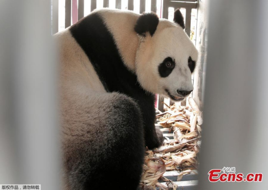 A giant panda on a 10-year loan from China is seen during a welcoming ceremony at Soekarno Hatta airport in Tangerang, Indonesia, September 28, 2017.  (Photo/Agencies)