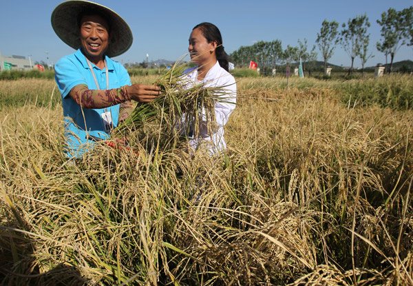 Researchers harvest seawater rice in Qingdao, Shandong province, on Thursday.(Photo by Zhang Wei/China Daily)