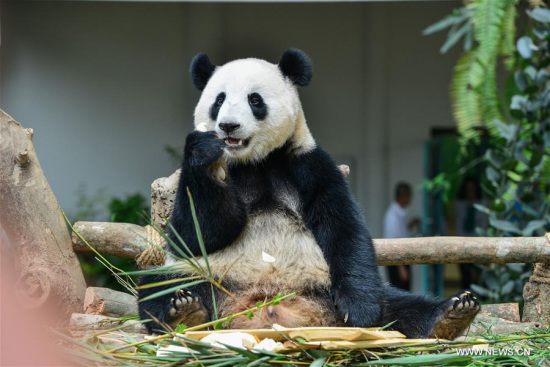 Giant panda Nuan Nuan eats at Malaysia's national zoo in Kuala Lumpur, Malaysia, on Oct. 5, 2017. Nuan Nuan (meaning warmth in Chinese), the first Malaysian-born female giant panda cub, will head back to China on Nov. 14, more than two years after her parents unexpectedly gave birth to her on Aug. 18, 2015. (Xinhua/Chong Voon Chung)