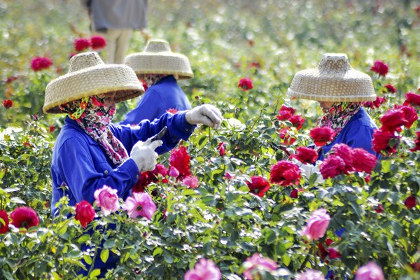 Farmers of the Li ethnic group trim plants at the rose valley in Sanya, Hainan province. CHINA DAILY
