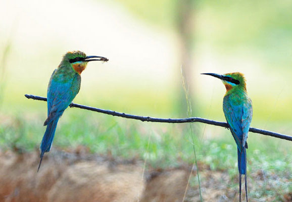 A pair of chestnut-throated bee-eaters perch on a branch near Jinsha Bay, Hainan province.(Lu Gang / For China Daily)