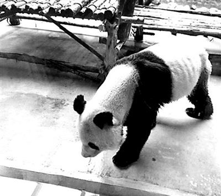 A skinny giant panda at Xi'an Qinling Wildlife Zoo. (Photo provided to Beijing Youth Daily)