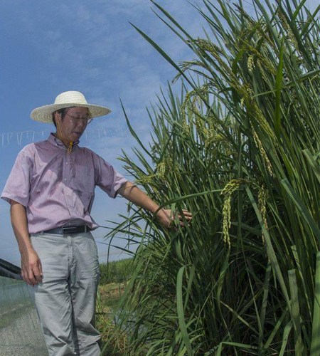 Xia Xinjie, chief researcher at the Chinese Academy of Sciences stands beside the experimental rice field. (Photo/ cnhubei.com)