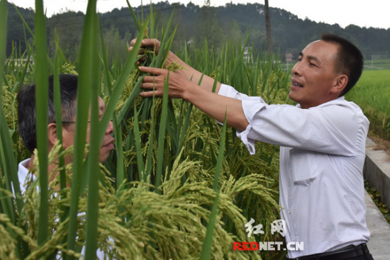 The giant rice Wang Huayong grows measures higher than a man standing 1.76 meters. (Photo/rednet.cn)