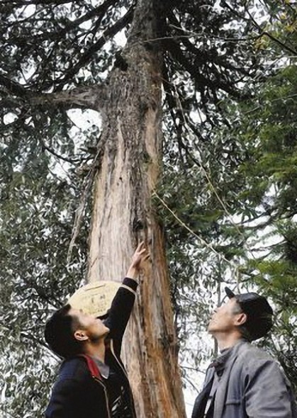 Tree protector Chen Yaoquan tells his son about an ancient Sichuan thuja tree in a Chongqing nature reserve. (Photo by SHI ZONGWEI/CHINA DAILY)