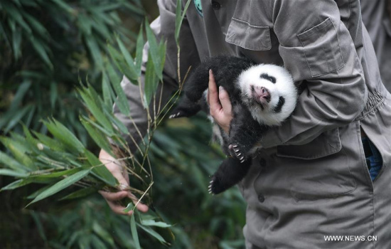 A keeper holds a giant panda cub at the Ya'an Bifengxia base of the China Conservation and Research Center for the Giant Panda in Ya'an City, southwest China's Sichuan Province, Oct. 13, 2017. 