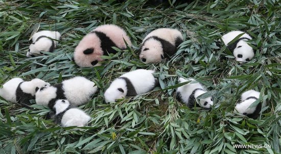 Giant panda cubs are seen at the Ya'an Bifengxia base of the China Conservation and Research Center for the Giant Panda in Ya'an City, southwest China's Sichuan Province, Oct. 13, 2017. The China conservation and research center for the giant panda has celebrated the birth of a record 42 panda cubs this year. (Xinhua/Xue Yubin)
