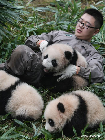 Giant panda cubs are seen at the Ya'an Bifengxia base of the China Conservation and Research Center for the Giant Panda in Ya'an City, southwest China's Sichuan Province, Oct. 13, 2017. The China conservation and research center for the giant panda has celebrated the birth of a record 42 panda cubs this year. (Xinhua/Xue Yubin)