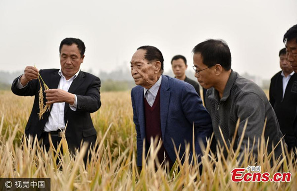 Yuan Longping (C), a renowned Chinese developer of hybrid rice, is seen in a rice field in Handan City, North China’s Hebei Province on Oct 15, 2017. （Photo/VCG）