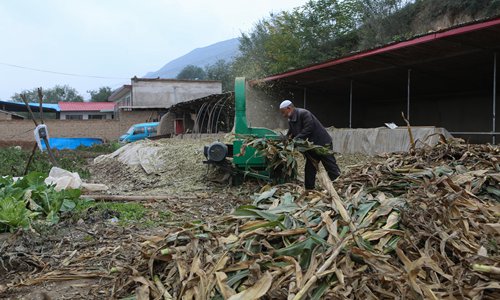 A Yanzi villager threshes corn into animal fodder in Guanghe county of the Linxia Hui Autonomous Prefecture, Northwest China's Gansu Province. (Photo: Chen Qingqing/GT)