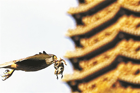 An undated photo shows a Kestrel flying past the Boya Tower on the campus of Peking University in Beijing. (Photo/ynet.com)