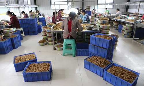 Women work at a local walnut factory in Kangxian county, Longnan, Northwest China's Gansu Province. (Photo: Chen Qingqing/GT)