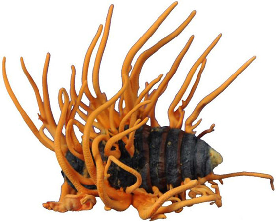 Strains of Cordyceps militaris grow on a silkworm pupa. The fungus has been found to contain chemicals that carry anti-cancer benefits.(Photo provided to China Daily)