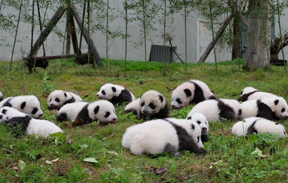 Panda cubs make their first public appearance at the Shenshuping Panda Base of the China Conservation and Research Center for the Giant Panda (CCRCGP) in Southwest China's Sichuan Province, Oct. 13, 2017. (Photo/Globaltimes.cn)