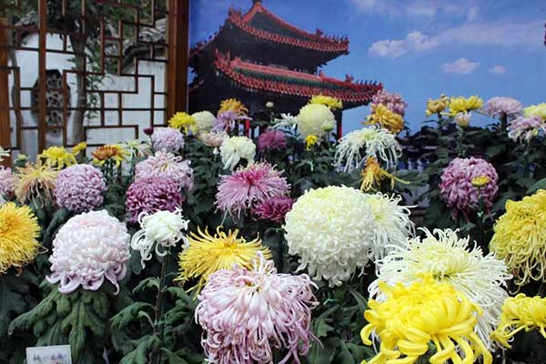 Chrysanthemum Culture Festival in Kaifeng, Henan Province. (Photo/CGTN)