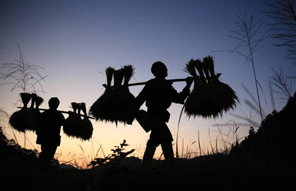 Farmers of an agricultural cooperative in Liuzhou, Guangxi Zhuang autonomous region, walk back home after a day's work in October. LONG TAO/CHINA DAILY