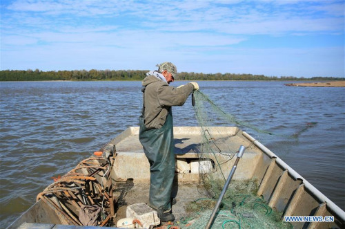 Fisherman Mark Buttler catches fish with a fishing net on the Mississippi river in Kentucky, the United States, on Oct. 30, 2017. Chinese entrepreneur Angie Yu came to the City of Wickliffe in west Kentucky and opened the Two Rivers Fisheries to process fish from the Mississippi in 2012. Two Rivers Fisheries now employs 16 local residents doing processing work in plant, and purchases fish regularly from more than 70 fishermen nearby. The production was 500,000 pounds in the first year of production in 2013, then doubled to one million pounds in 2015, and further doubled to two million pounds in 2016. Wickliffe, a small town with a population around 800, a per capita income of slightly more than 17,000 dollars and 16.1 percent population living below the poverty line, received Yu with open arms. 