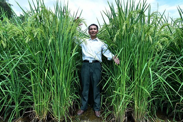 Wang Huayong poses with super rice on the farmland he manages in Shaoyang, Hunan province. (He Shangsheng/For China Daily)