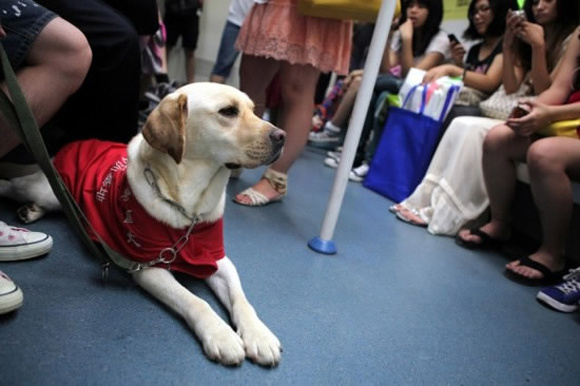 A guide dog on Beijing subway train.  (File photo/Xinhua)