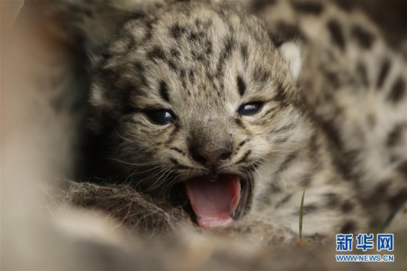 Photo taken on June 16, 2017 shows a snow leopard cub in bushes in Gaduo Township of Chengduo County under Yushu Tibetan Autonomous Prefecture, northwest China's Qinghai Province.(Xinhua/Jiangyong Tudeng)