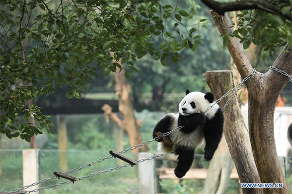 A giant panda relaxes at Chongqing Zoo in Chongqing, Southwest China, Nov. 2, 2017. (Photo/Xinhua)