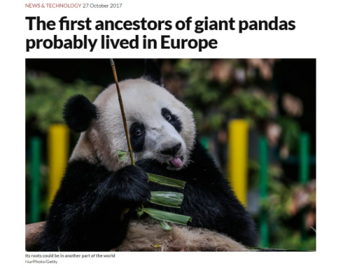 A screenshot of an article about new panda fossils found in Hungary in New Scientist magazine. (Photo/newscientist.com)