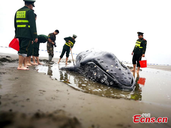 People help a humpback whale stranded at the beach in Qidong City, east China's Jiangsu Province, Nov. 13, 2017. The whale returned to the sea when the high tide came Monday afternoon. (Photo provided to China News Service)