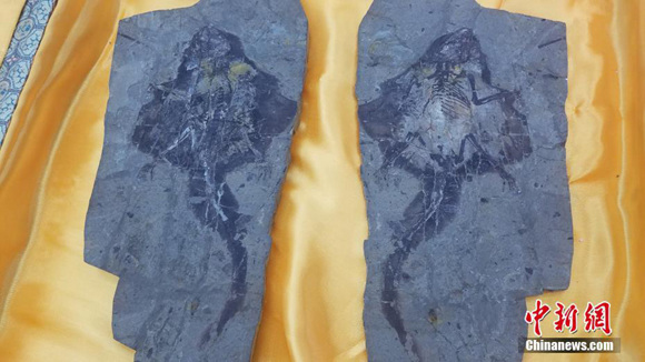 Two well-preserved pieces of Jurassic animal fossil discovered in Hebei Province are displayed Bohai University in Liaoning Province, Nov. 14, 2017. (Photo/China News Service)