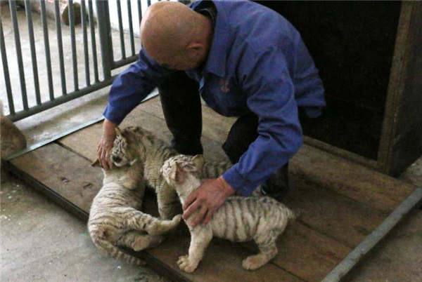 A staff member takes care of white tiger cubs at the Taiyuan Zoo. (Photo provided to chinadaily.com.cn)