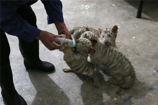 A staff member takes care of white tiger cubs at the Taiyuan Zoo.(Photo provided to chinadaily.com.cn)