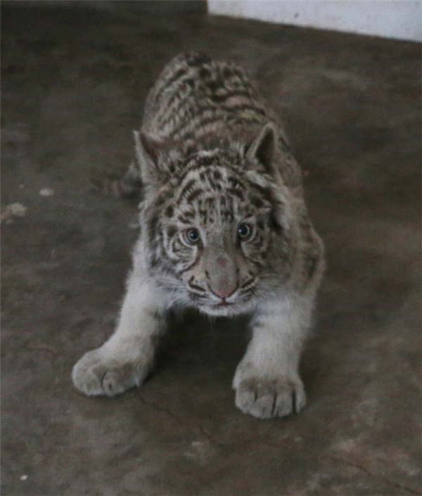 A white tiger is seen at the Taiyuan Zoo. (Photo provided to chinadaily.com.cn)