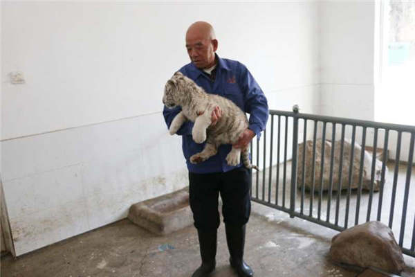 A staff member takes care of a white tiger cub at the Taiyuan Zoo. (Photo provided to chinadaily.com.cn)