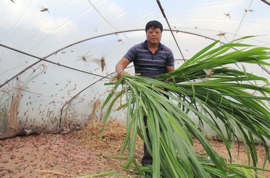 Su Shaoyin, a villager in Yangbi County, Yunnan Province, raises locusts. (Photo: yn.people.com.cn/Yang Guiqing) 