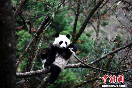 Panda Ying Xue. (Photo/China News Service) 