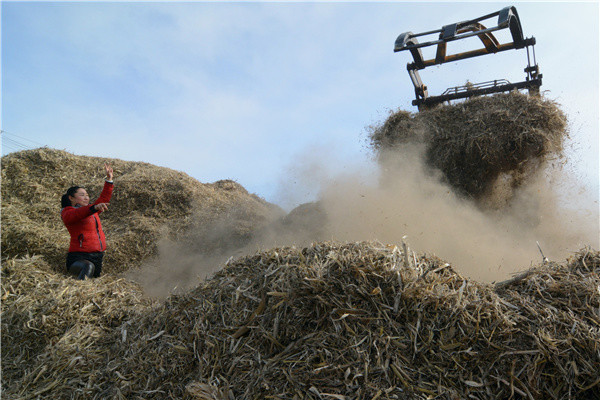 Corn stalks are processed for fuel in Heishan county, Liaoning province, earlier this month. The county handles 1.54 million metric tons of corn stalks annually. (PhotoChina Daily /Li Tiecheng