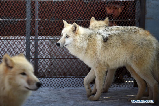 Arctic wolves pace at Harbin Polarland in Harbin, capital of northeast China's Heilongjiang Province, Nov. 22, 2017. Five arctic wolves from Serbia were introduced into the zoological park on Wednesday. (Xinhua/Wang Jianwei)
