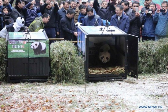 The door of a cage carrying giant panda Ying Xue (R) is opened at Liziping Nature Reserve in southwest China's Sichuan Province, Nov. 23, 2017. (Xinhua/Yang Jin)